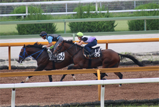 (写真) 乗馬の様子