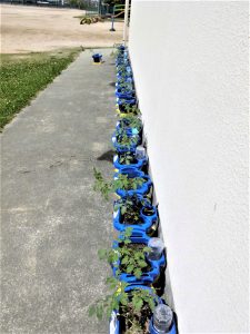 校舎の壁に沿って、各生徒達のミニトマトが植えられた青い鉢植えが、ズラリと並べられている様子の写真