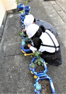 ペットボトル用の自動給水口がある青い鉢植えに、ミニトマトの苗を植える白い帽子を被った生徒2人の写真