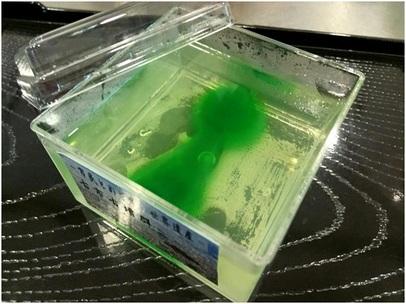 世界遺産登録応援ゼリーの写真