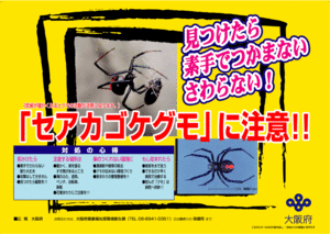 セアカゴケグモの注意喚起ポスター