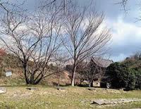 通法寺全景
