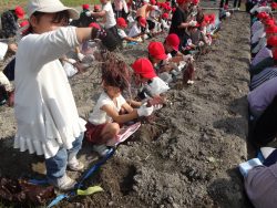 盛り上がった土の横にしゃがんで芋ほりをしている子どもたちや、掘った芋を持ち上げて立っている子どもたちの写真