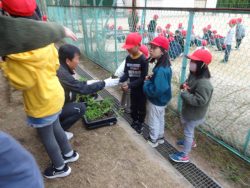 屋外で、苗の入ったポットを関係者の男性から受け取っている子どもたちの写真