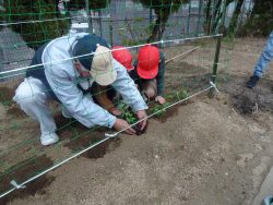 張られたネットの下に苗を植えている関係者の男性と一緒に手を添えて作業をしている2名の子どもの写真