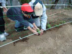 張られたネットの下に、両手を使って苗を植えている関係者の男性と子どもの写真