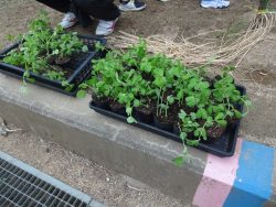 緑色の茎と葉がきれいに伸びているポットが2つのカゴの中にそれぞれ並んでいる写真