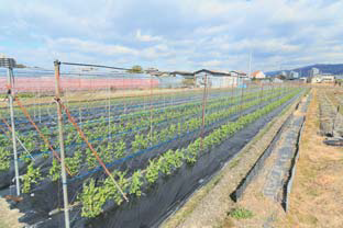 碓井豌豆の畑が一面に広がっている写真