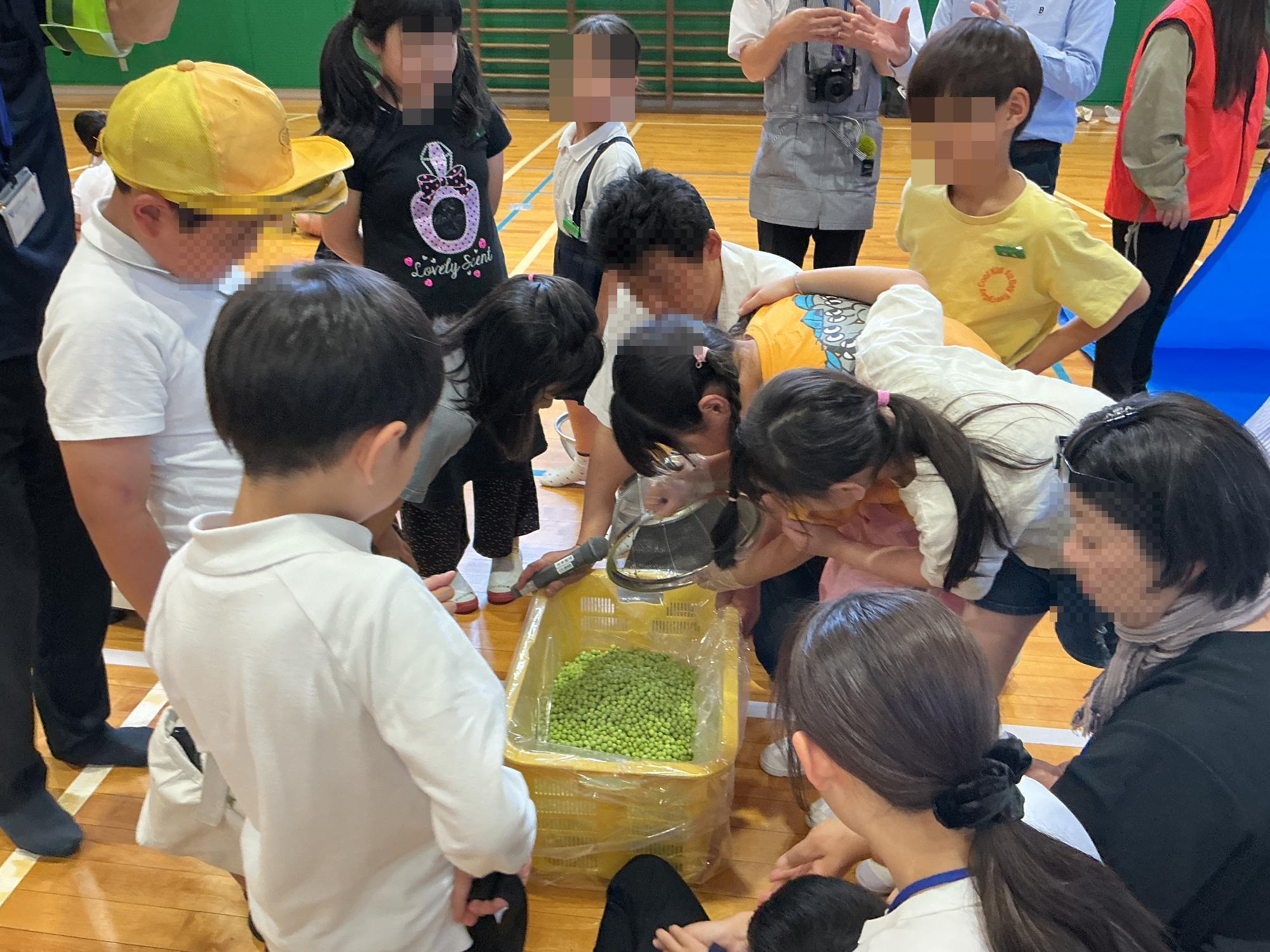 うすいえんどう4