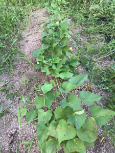 畑に植えられたサツマイモの苗が育ち、青々とした葉が茂り始めている様子を写した写真