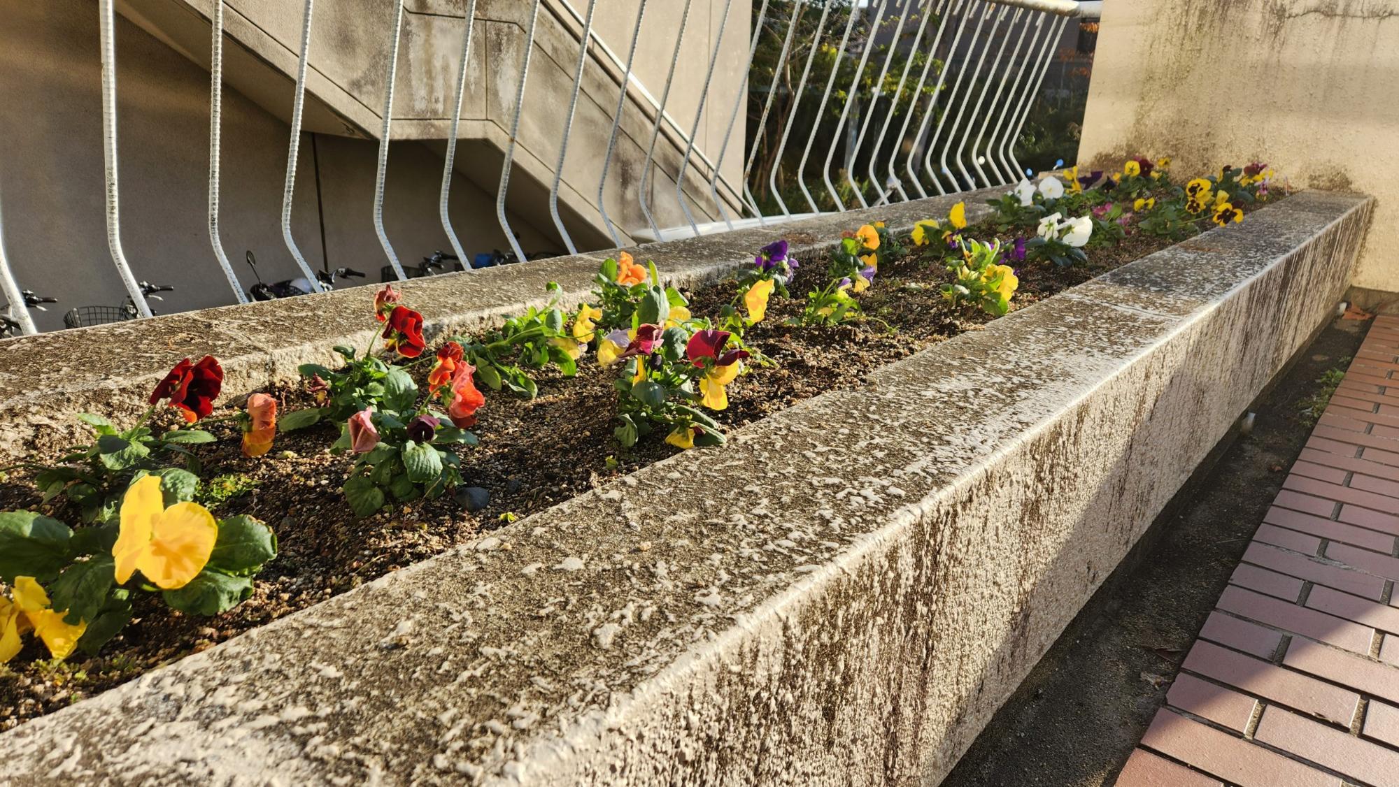 コンクリート造りの細長い花壇に植えられた、黄色や赤色、紫色などのパンジーの花の写真