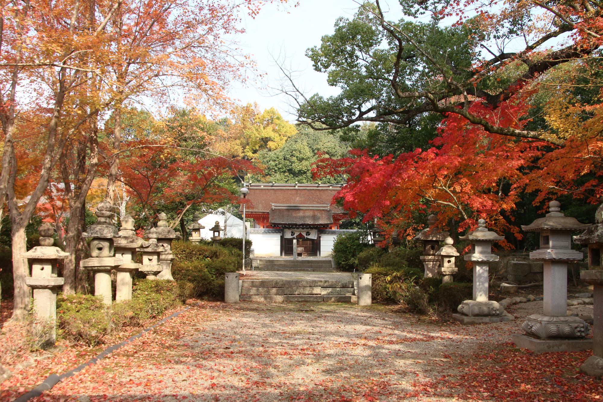 壷井八幡宮（紅葉期）