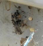 セアカゴケグモの巣の画像