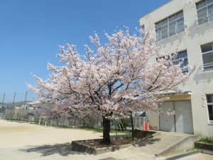 校庭の校舎の前で、薄ピンク色の花が満開に咲く桜の木を写した写真