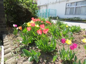 赤や黄色、濃いピンク色のチュウリップの花が花壇にたくさん咲いている写真