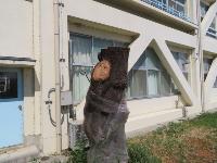 サクラの樹２