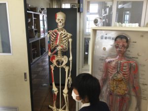 骨や筋肉の2種類の人体模型が教室入り口付近の廊下に並んで展示されている写真