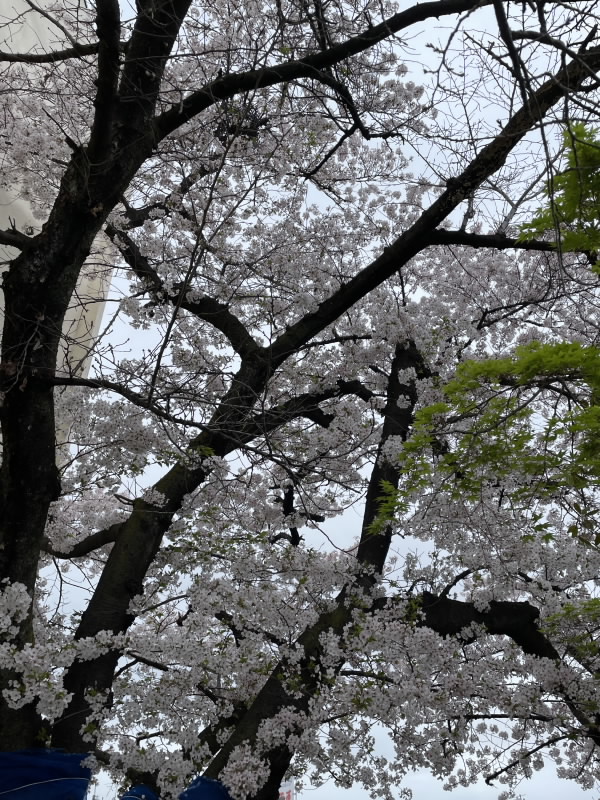 満開のさくら