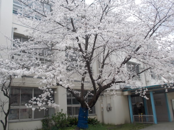 250404_満開のさくら