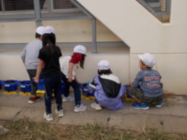 251209_チューリップ鉢