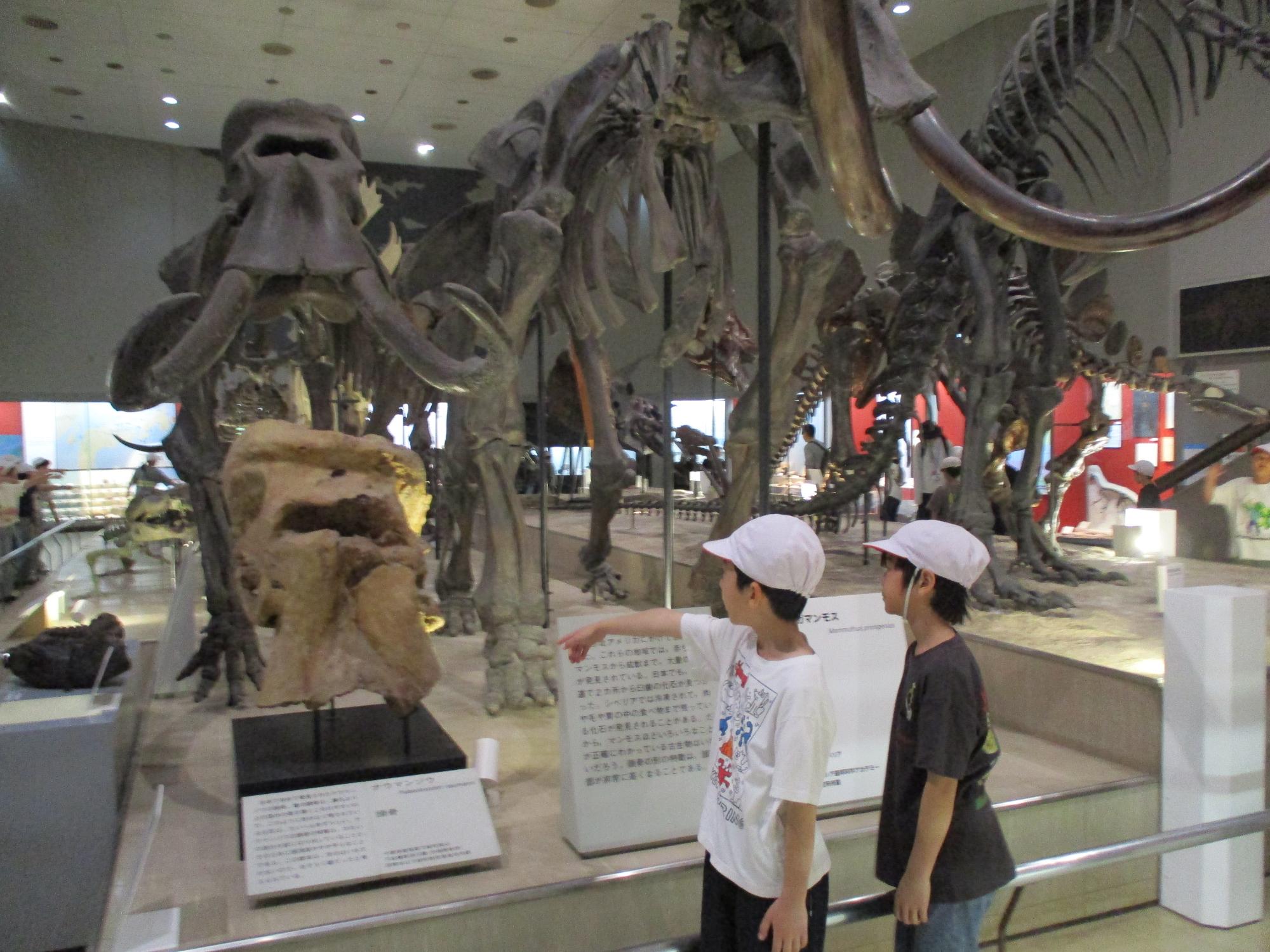 マンモスの骨